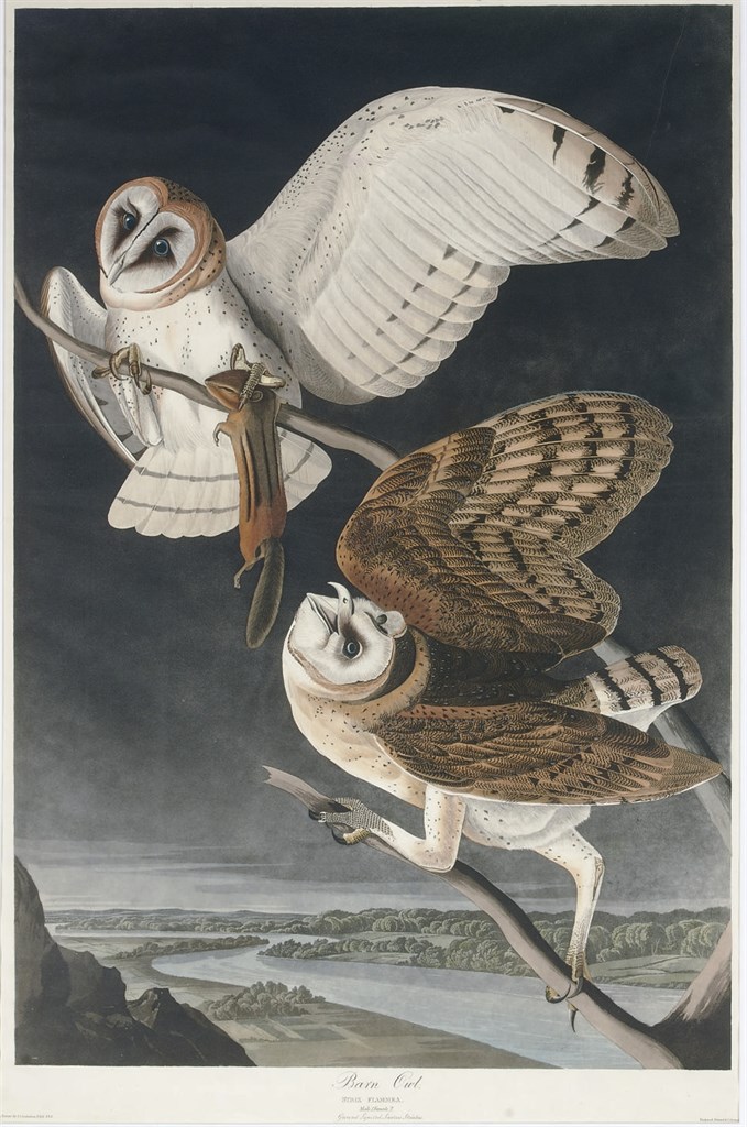AFTER JOHN JAMES AUDUBON
BY ROBERT HAVELL