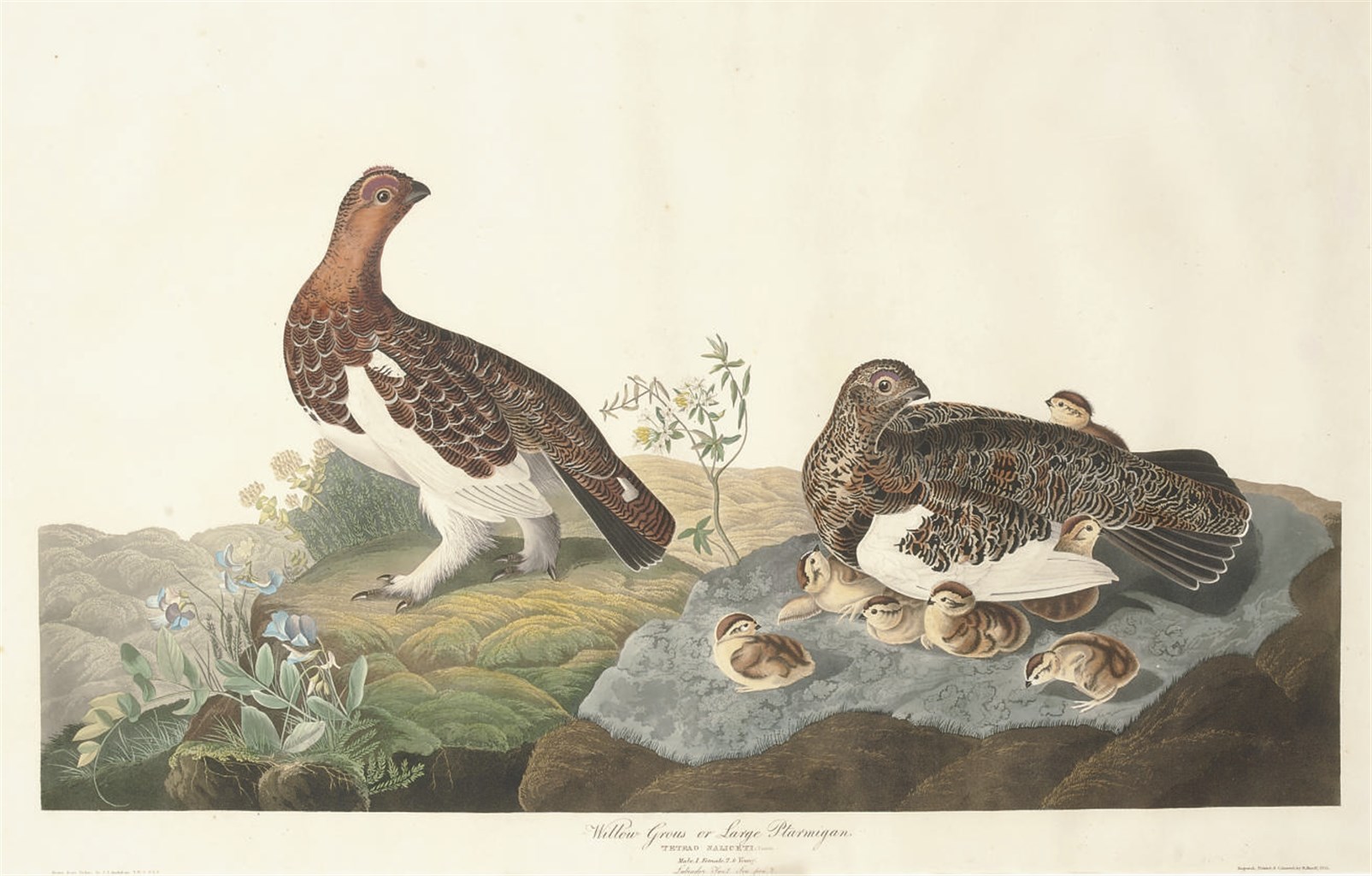 AFTER JOHN JAMES AUDUBON
BY ROBERT HAVELL