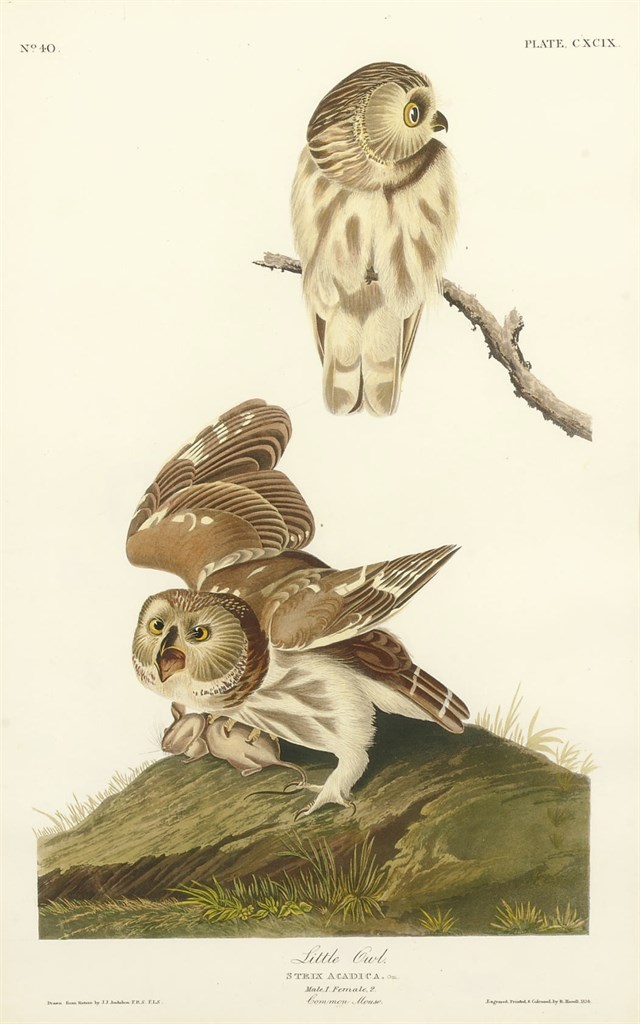 AFTER JOHN JAMES AUDUBON
BY ROBERT HAVELL