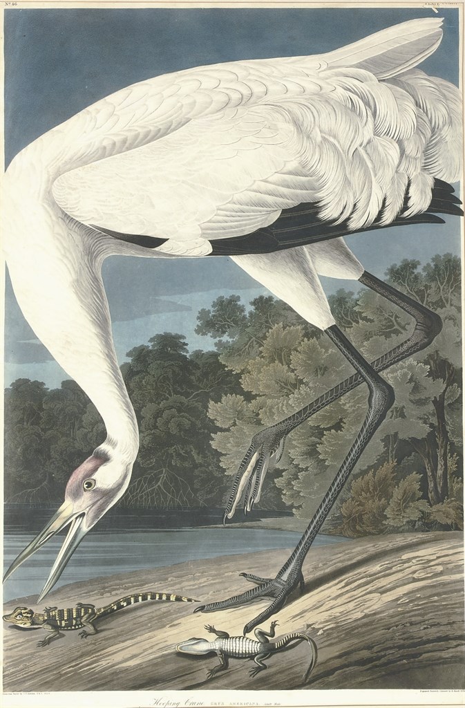 AFTER JOHN JAMES AUDUBON
BY ROBERT HAVELL