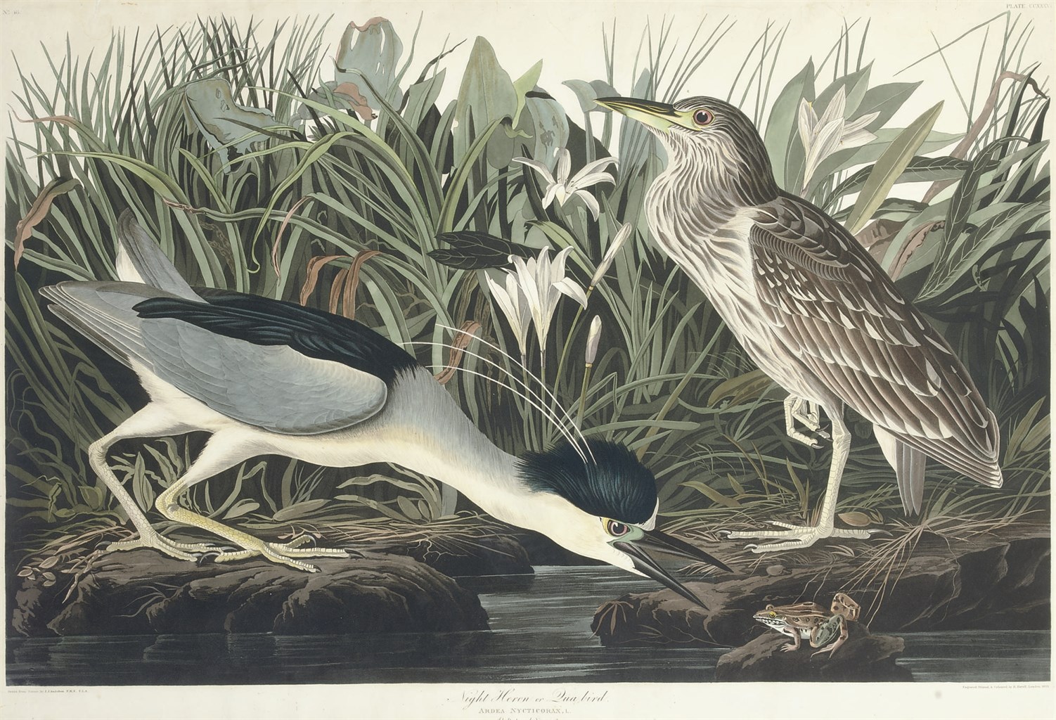 AFTER JOHN JAMES AUDUBON
BY ROBERT HAVELL