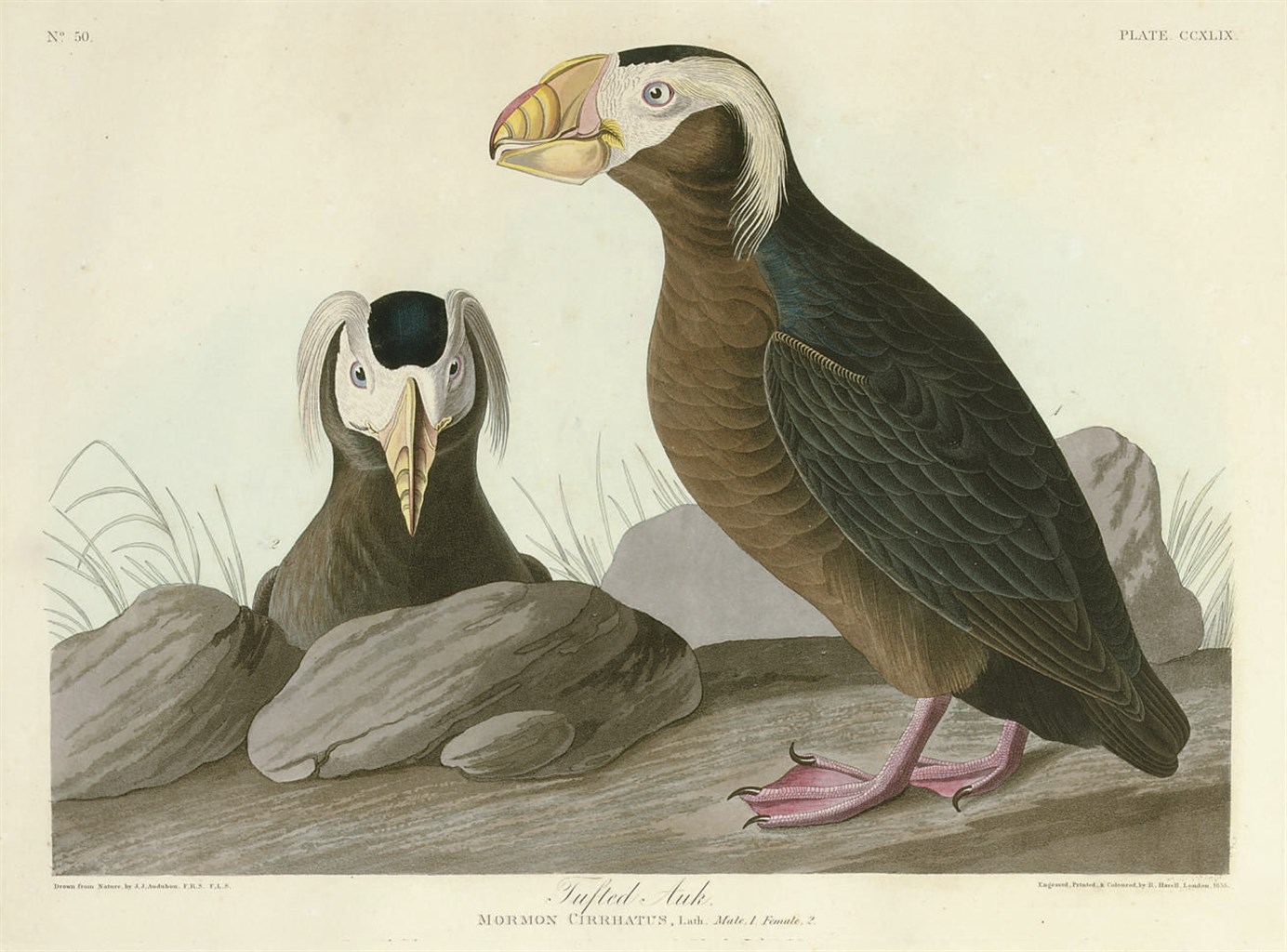 AFTER JOHN JAMES AUDUBON
BY ROBERT HAVELL