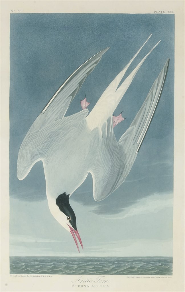 AFTER JOHN JAMES AUDUBON
BY ROBERT HAVELL