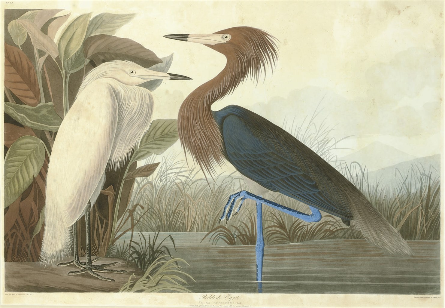 AFTER JOHN JAMES AUDUBON
BY ROBERT HAVELL