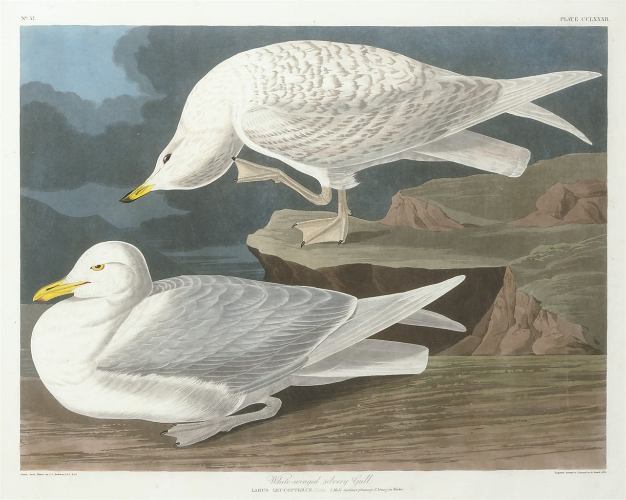 AFTER JOHN JAMES AUDUBON
BY ROBERT HAVELL