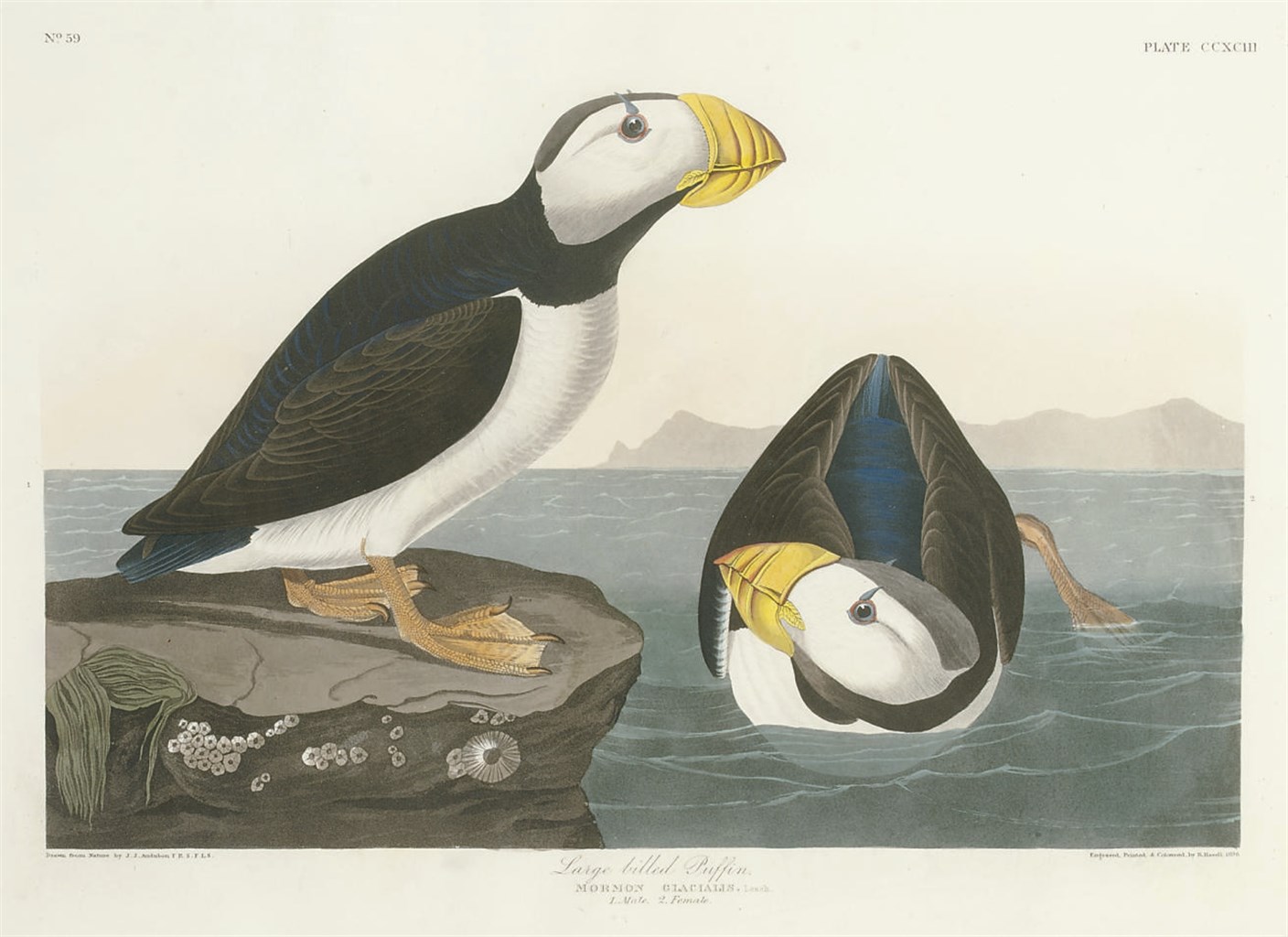 AFTER JOHN JAMES AUDUBON
BY ROBERT HAVELL