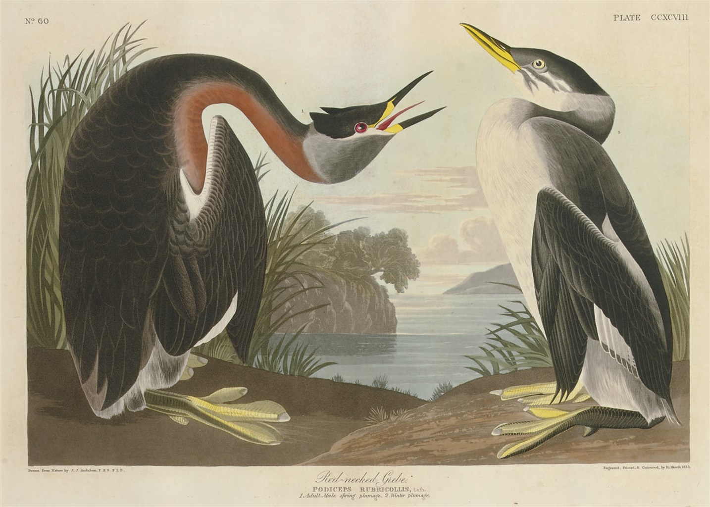 AFTER JOHN JAMES AUDUBON
BY ROBERT HAVELL