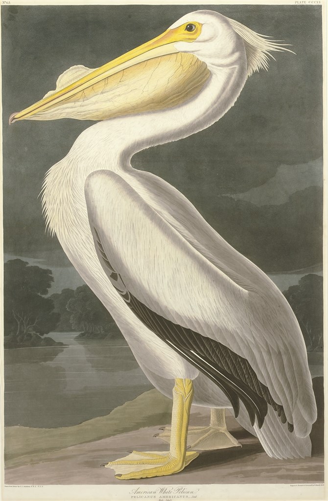 AFTER JOHN JAMES AUDUBON
BY ROBERT HAVELL