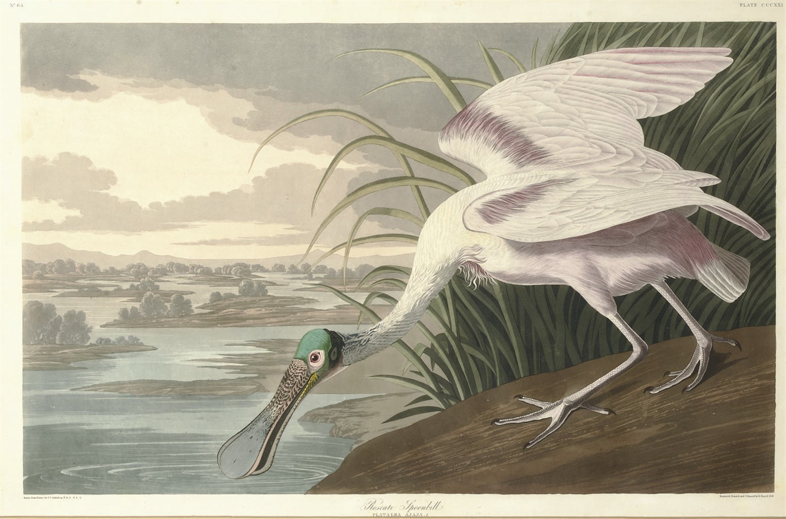 AFTER JOHN JAMES AUDUBON
BY ROBERT HAVELL