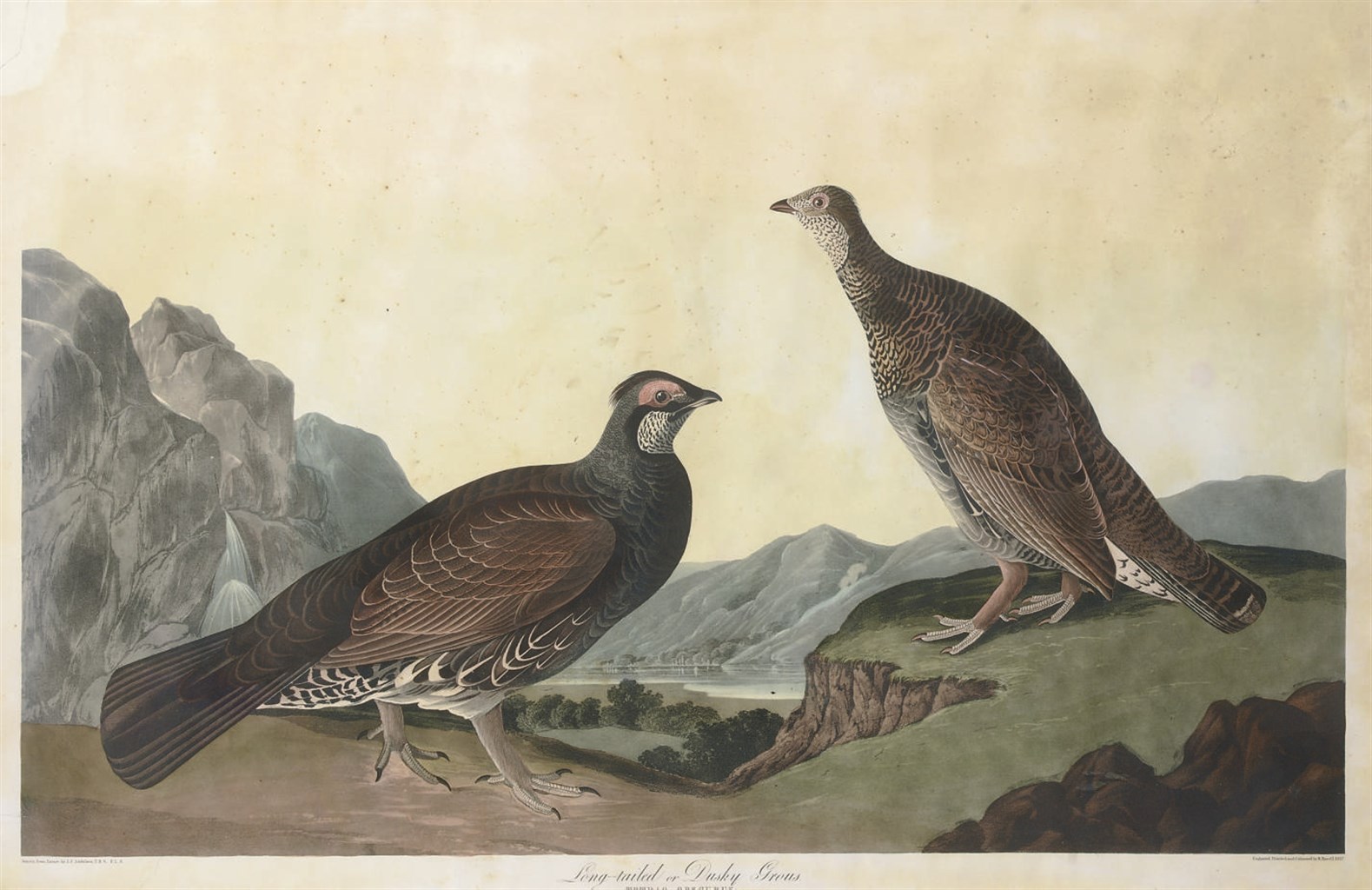 AFTER JOHN JAMES AUDUBON
BY ROBERT HAVELL