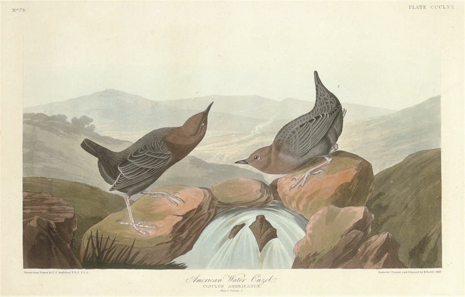 AFTER JOHN JAMES AUDUBON
BY ROBERT HAVELL