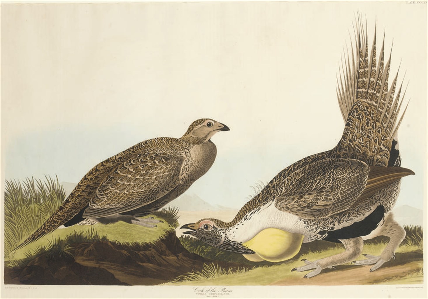 AFTER JOHN JAMES AUDUBON
BY ROBERT HAVELL