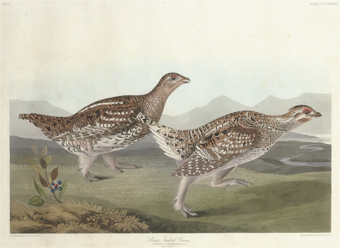 AFTER JOHN JAMES AUDUBON
BY ROBERT HAVELL