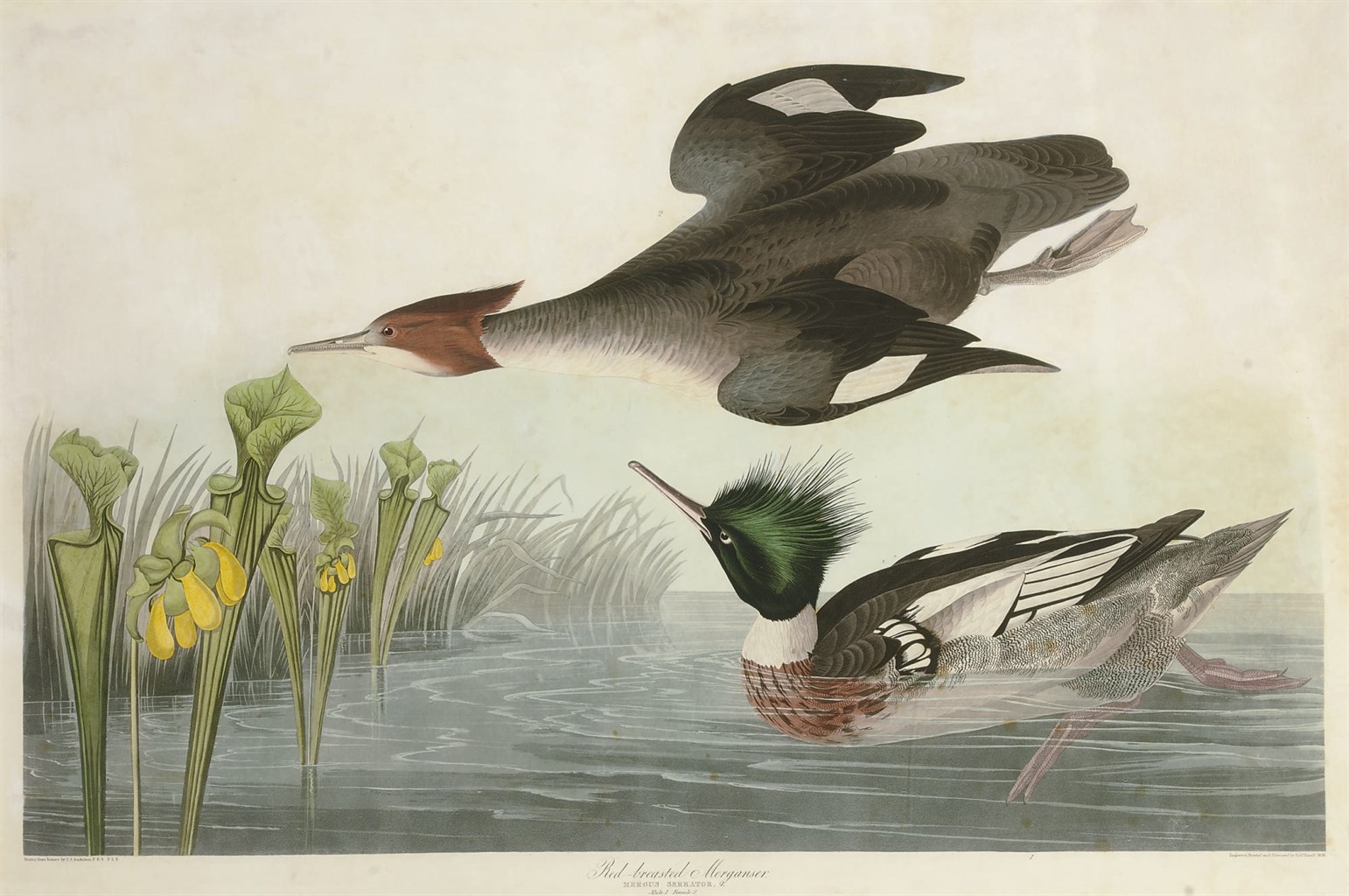 AFTER JOHN JAMES AUDUBON
BY ROBERT HAVELL