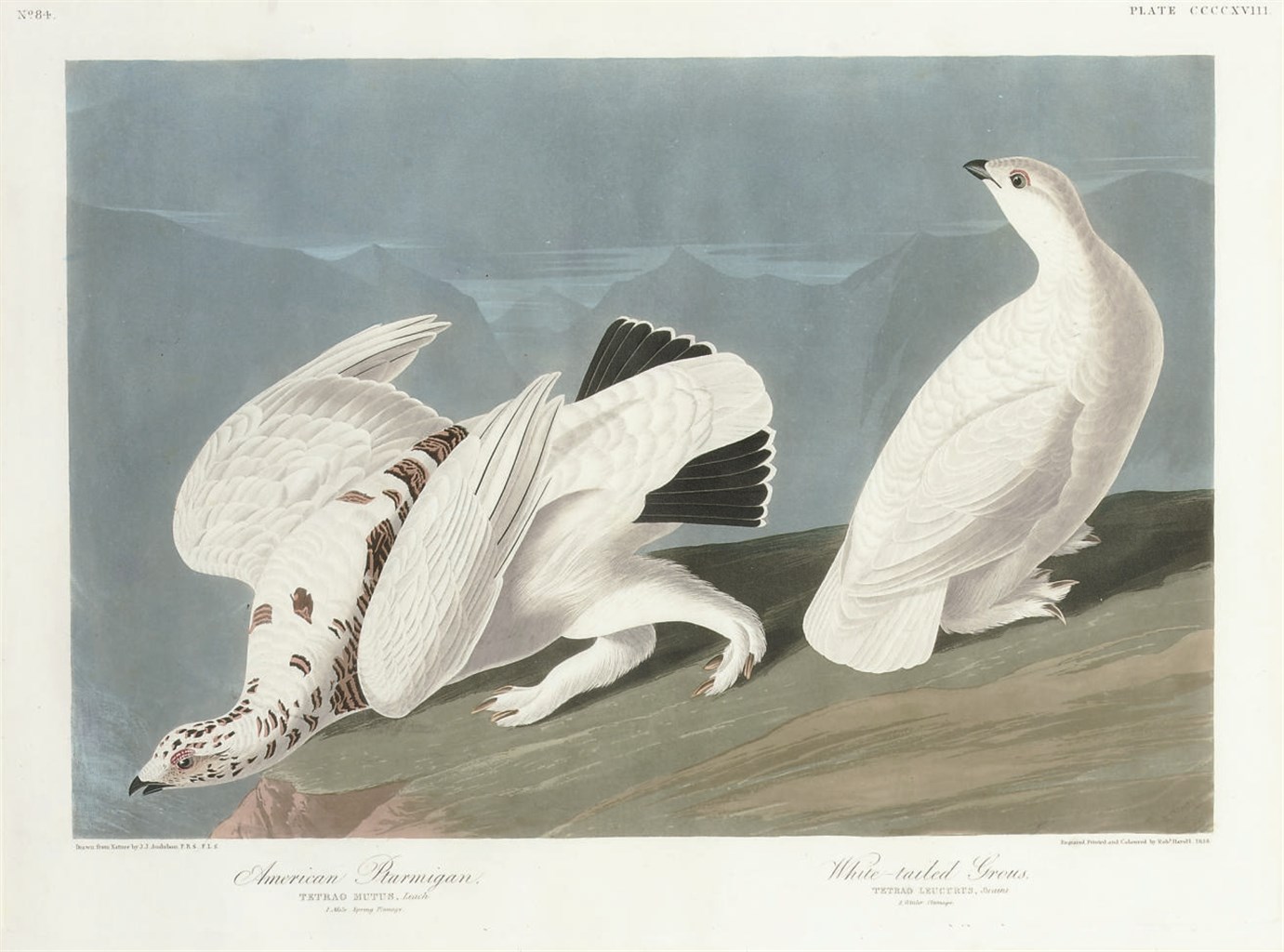 AFTER JOHN JAMES AUDUBON
BY ROBERT HAVELL