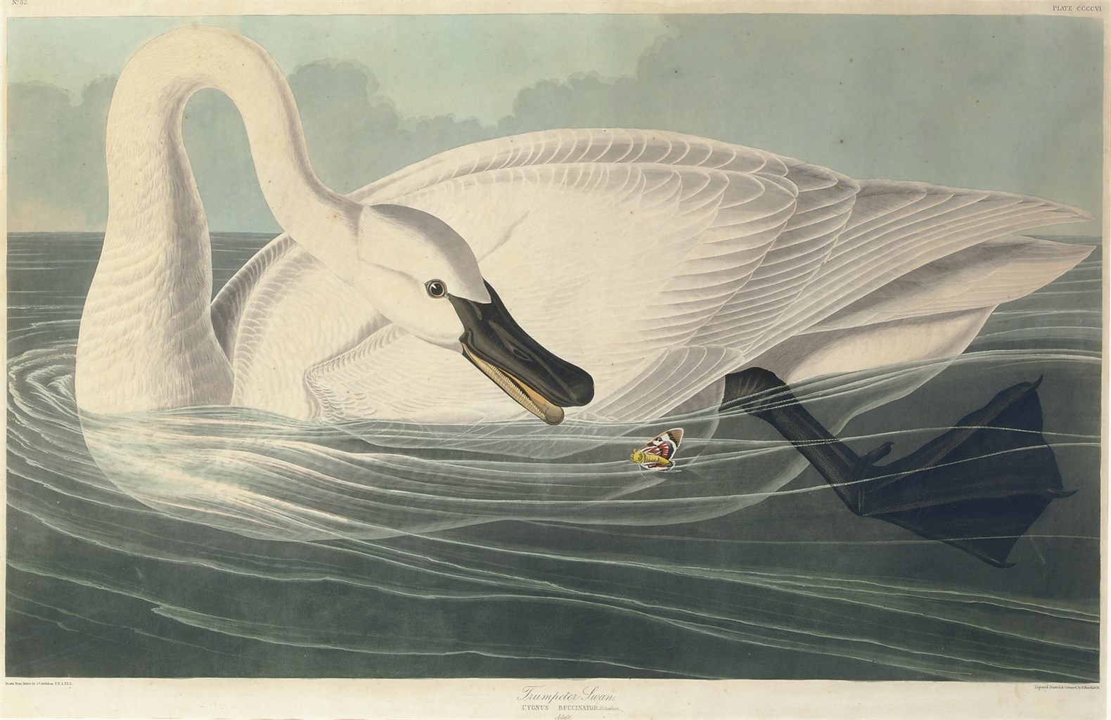 AFTER JOHN JAMES AUDUBON
BY ROBERT HAVELL