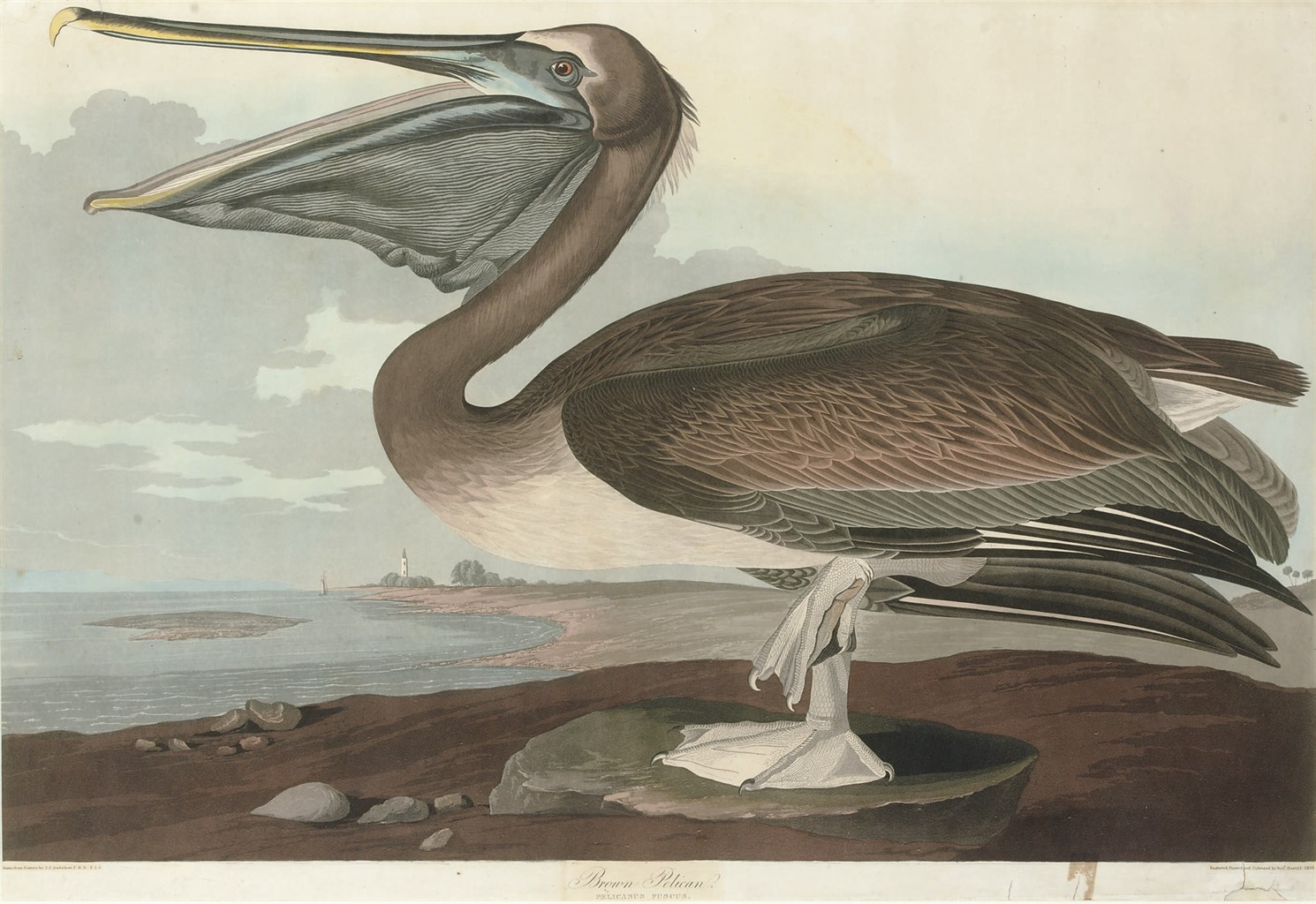 AFTER JOHN JAMES AUDUBON
BY ROBERT HAVELL