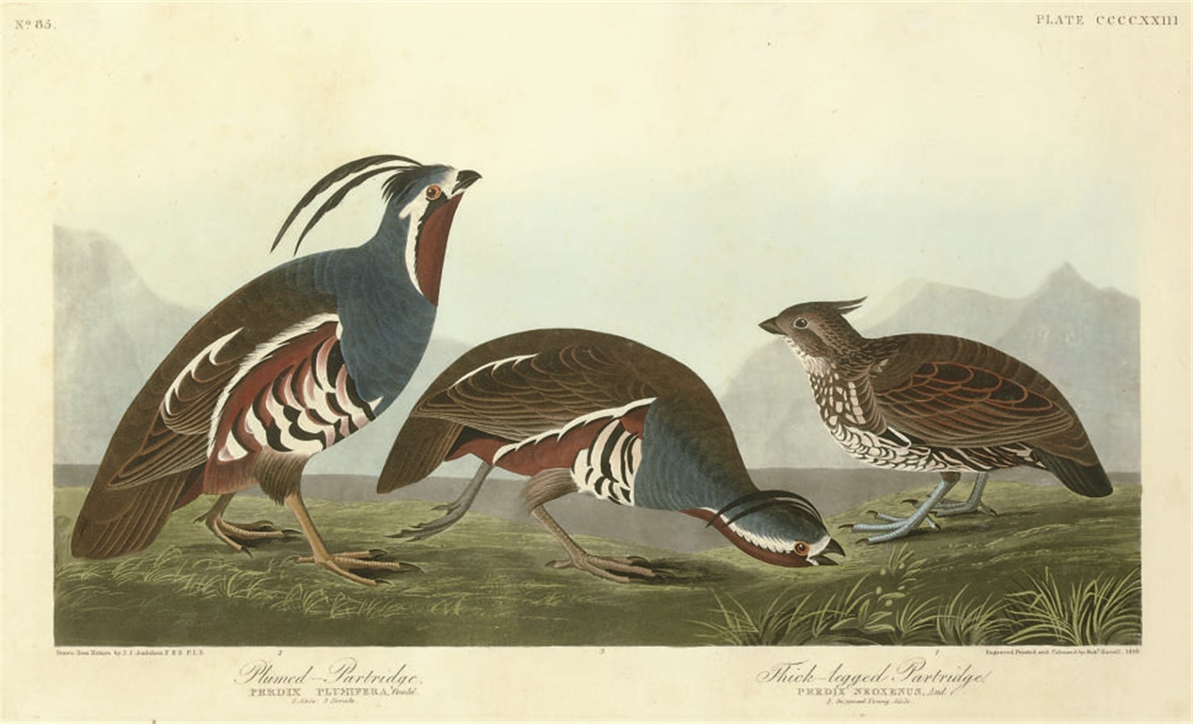 AFTER JOHN JAMES AUDUBON
BY ROBERT HAVELL