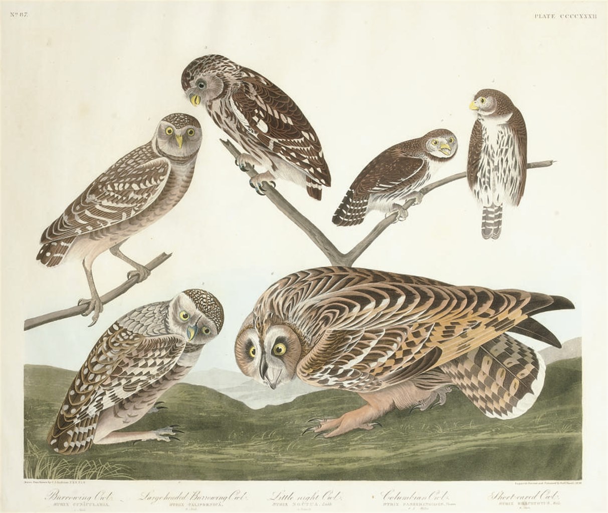 AFTER JOHN JAMES AUDUBON
BY ROBERT HAVELL