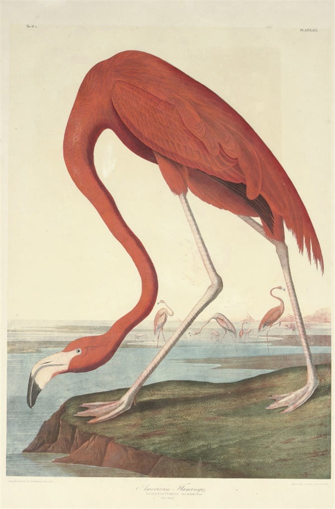 AFTER JOHN JAMES AUDUBON
BY JULIUS BIEN (1829-1909)