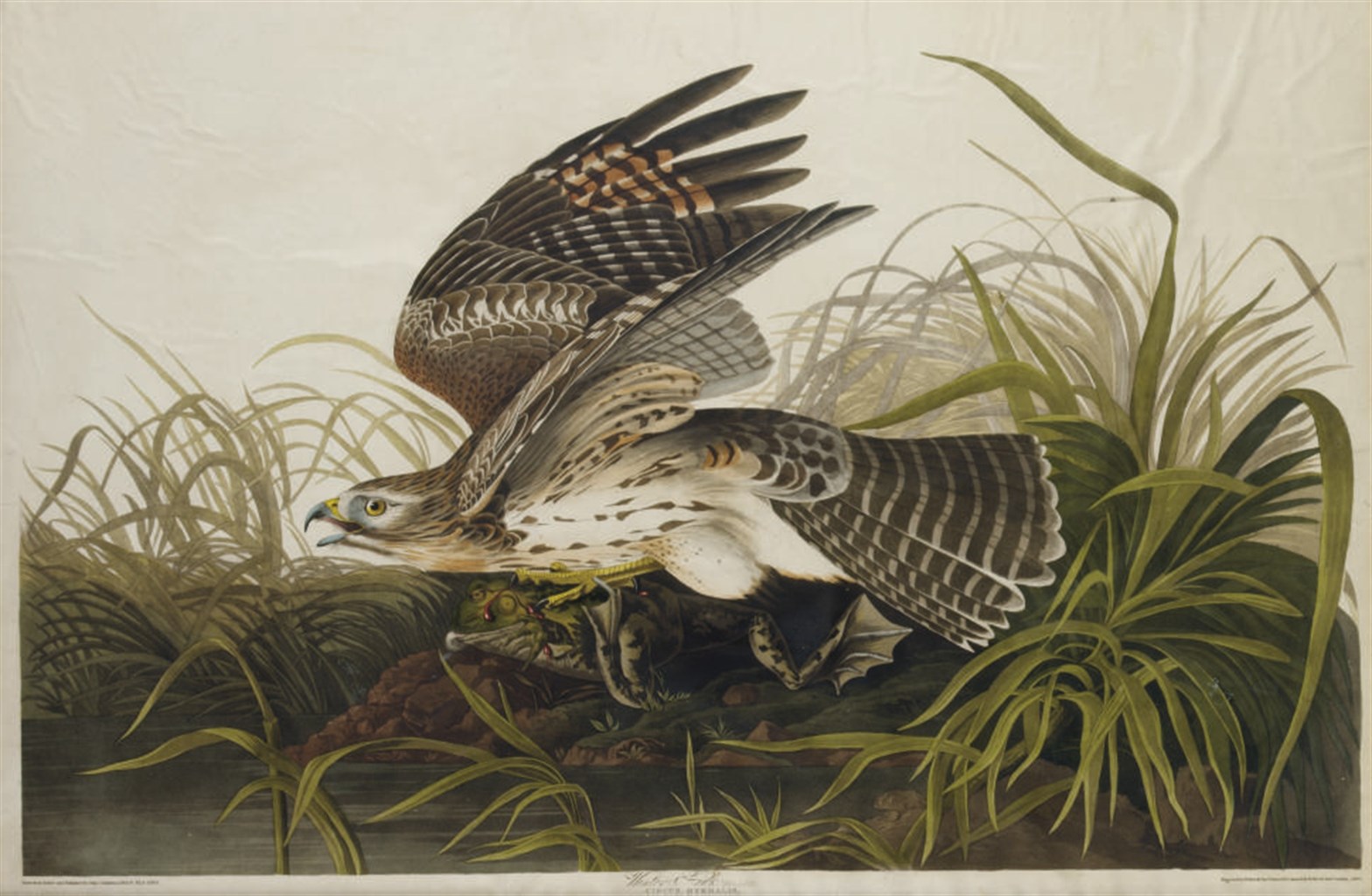 AFTER JOHN JAMES AUDUBON
BY ROBERT HAVELL