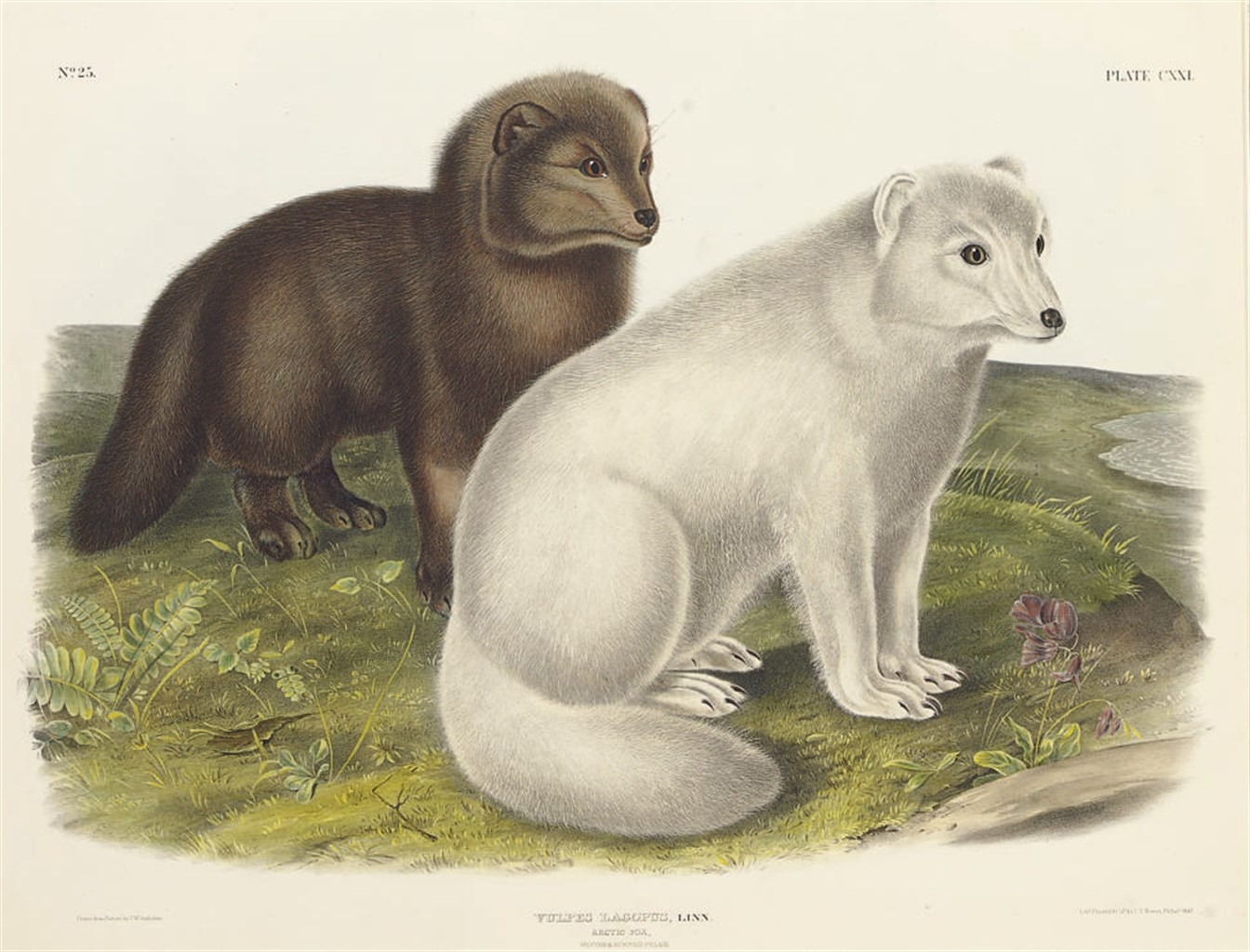 AFTER JOHN JAMES AUDUBON
BY J.T. BOWEN (1801 - circa 1856)