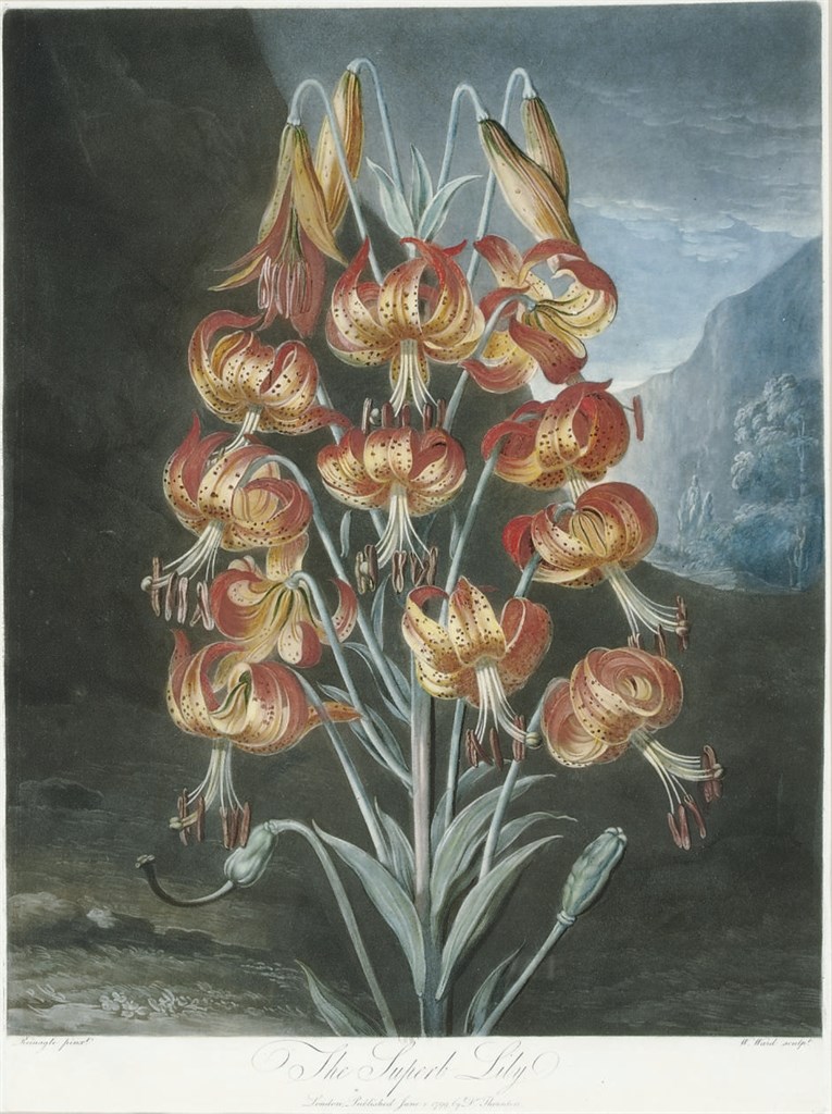 ROBERT JOHN THORNTON (1768-1837)