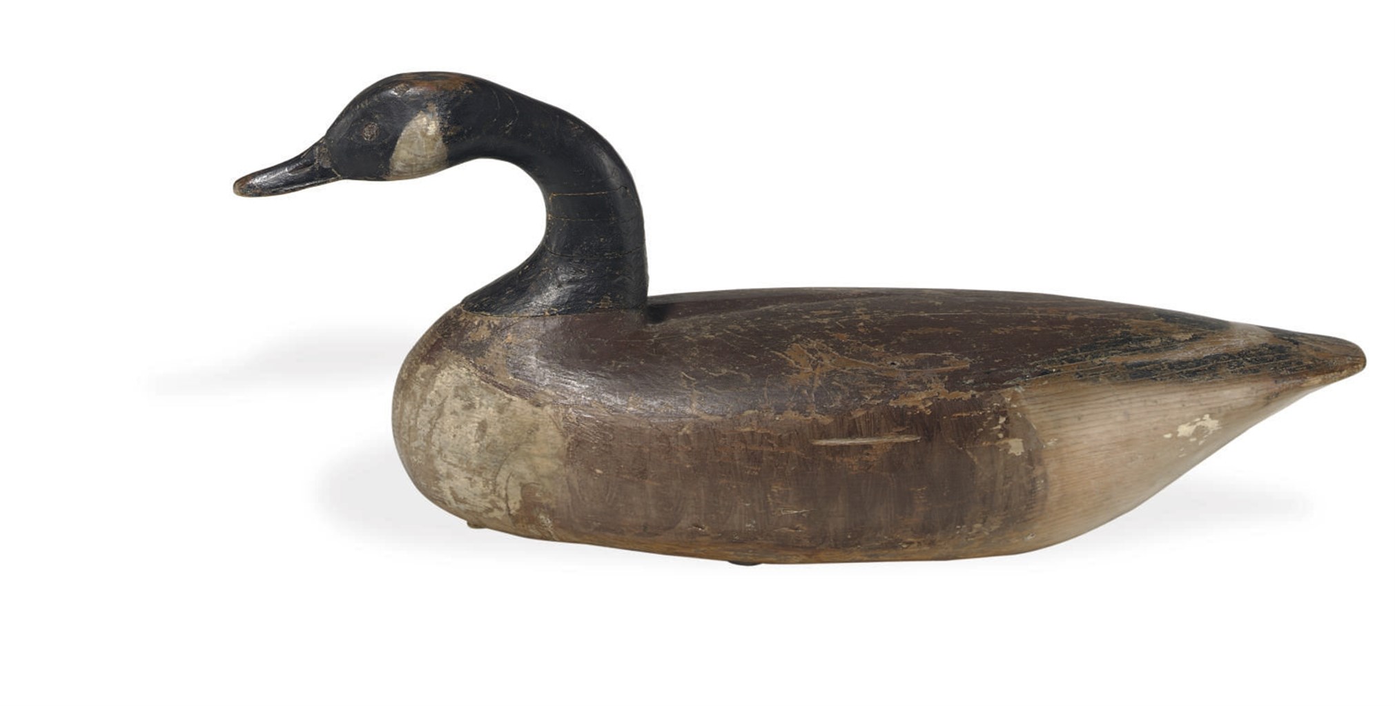 A SWIMMING CANADA GOOSE