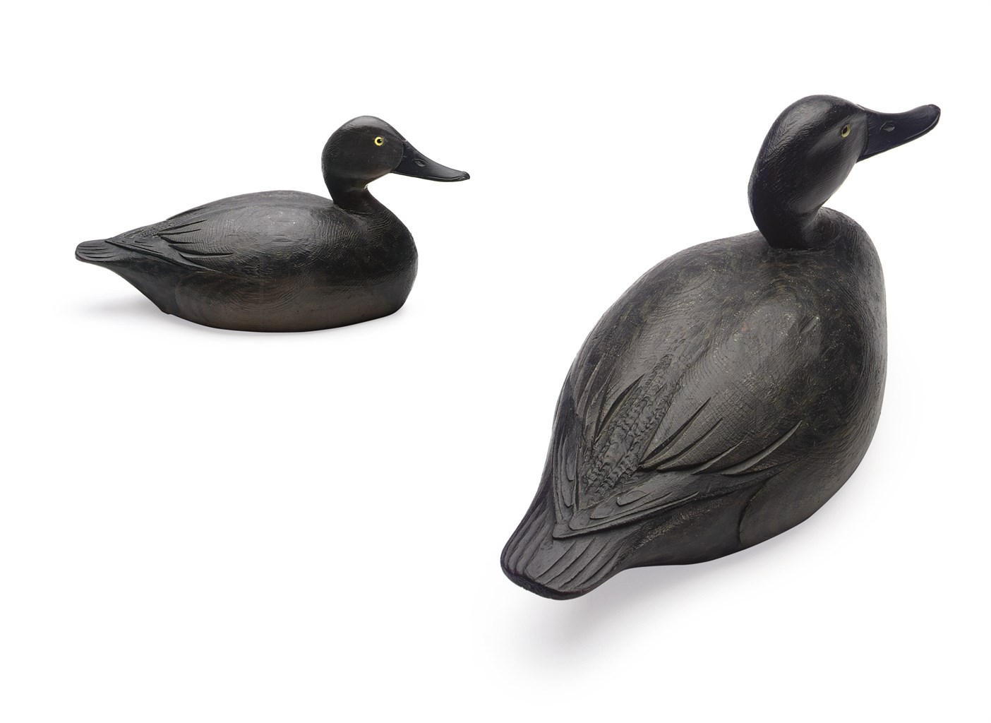 An Exceptional Canvasback Hen