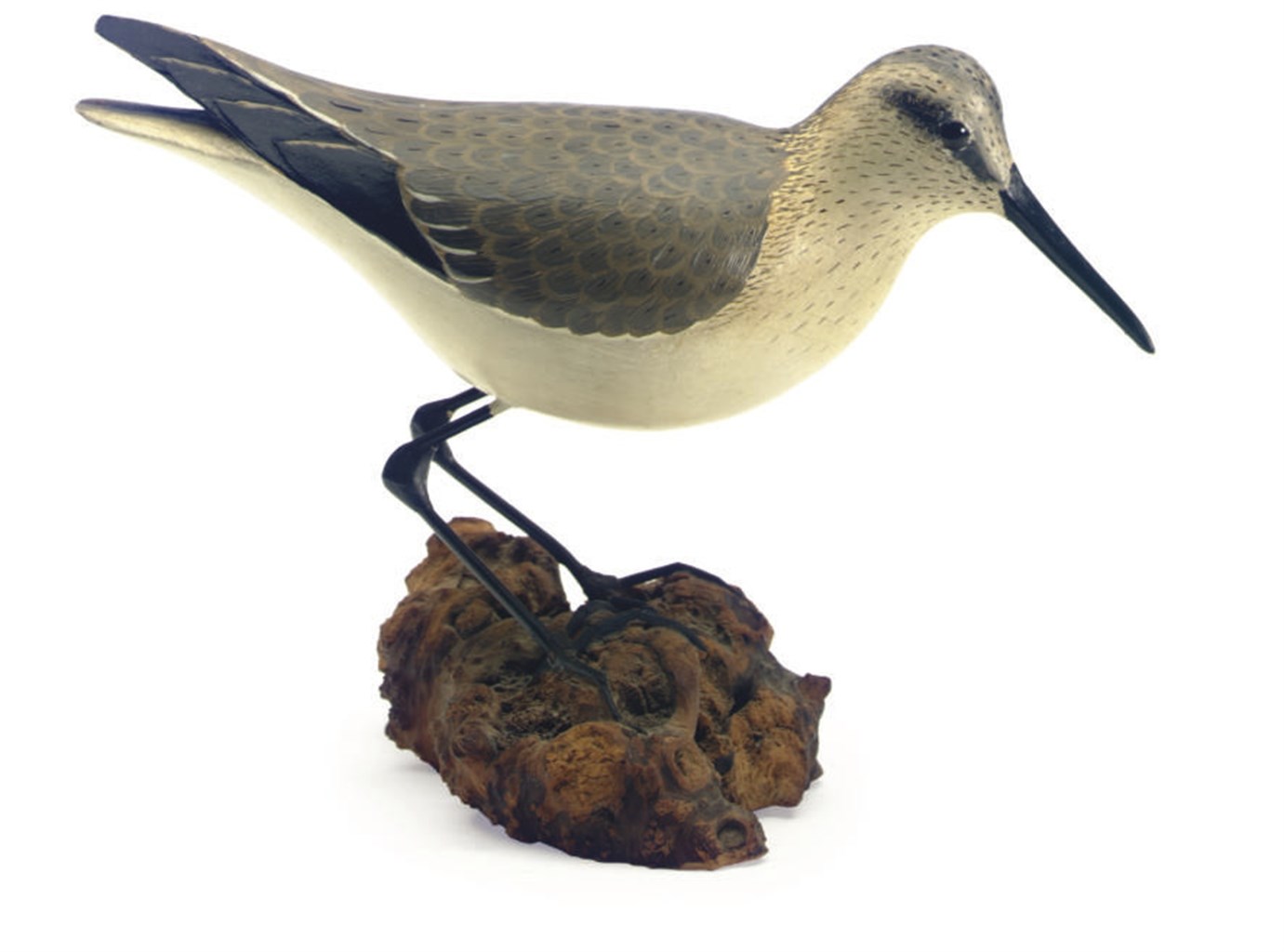 A Decorative Pectoral Sandpiper In Fall Plumage