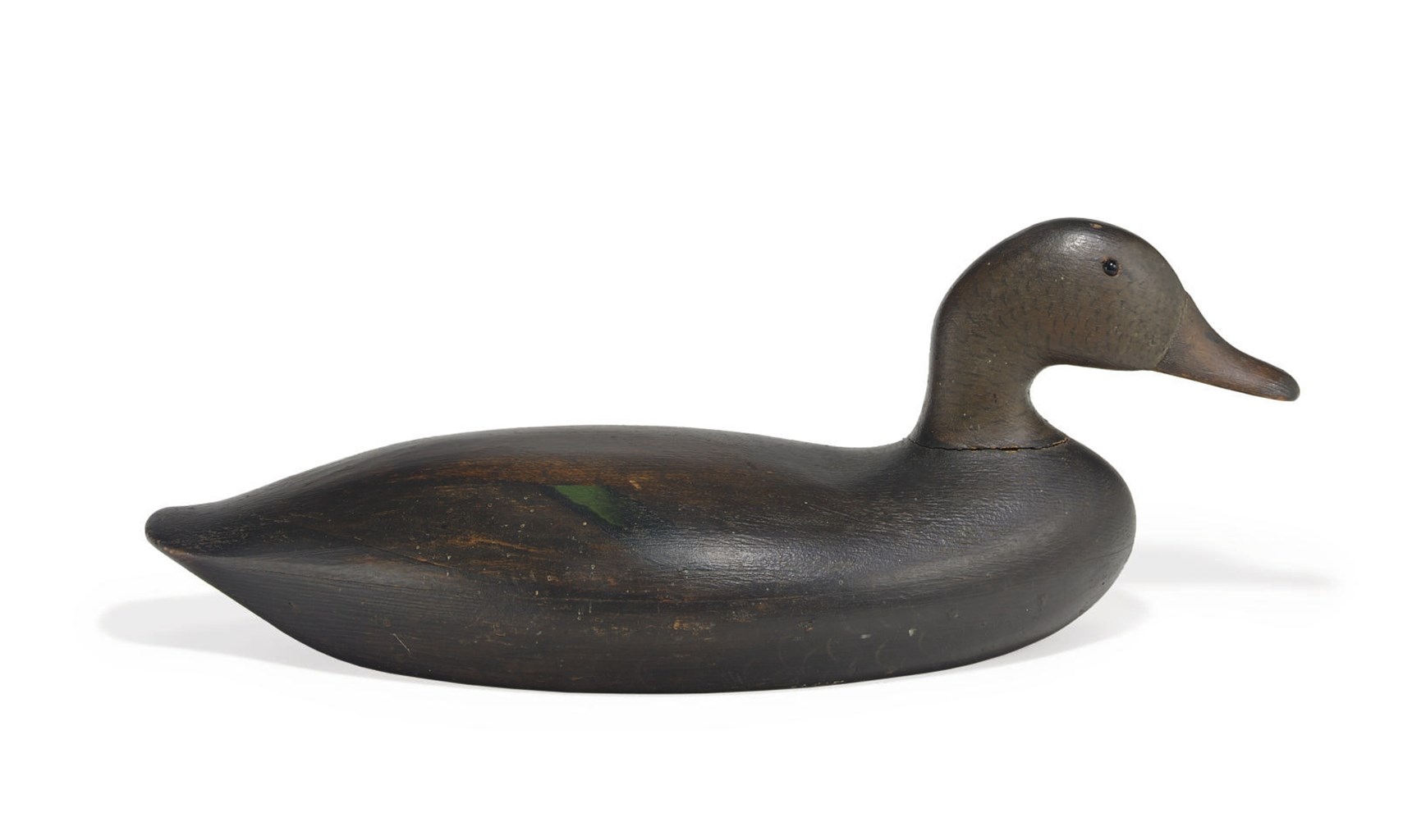 A SWIMMING BLACK DUCK
