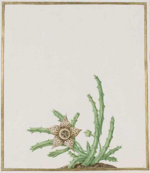 NICOLAS ROBERT (LANGRES 1614-1685 PARIS)