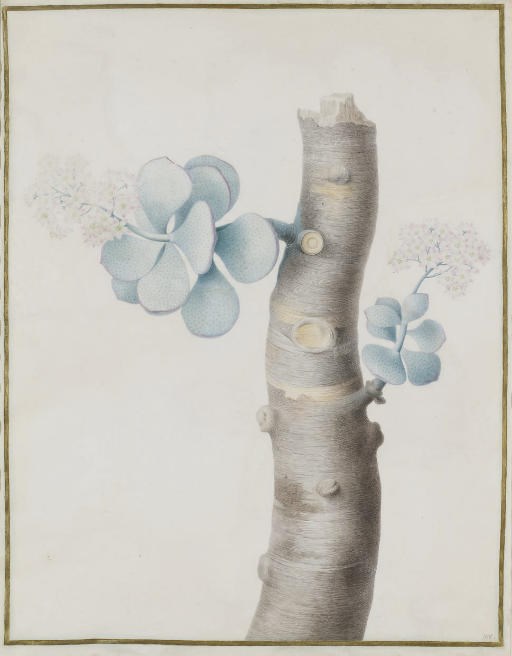 NICOLAS ROBERT (LANGRES 1614-1685 PARIS)