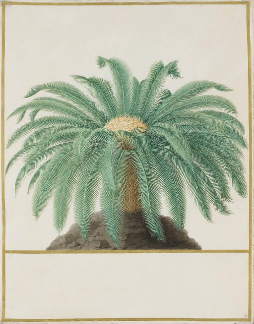 NICOLAS ROBERT (LANGRES 1614-1685 PARIS)