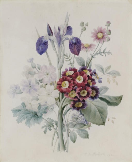 PIERRE-JOSEPH REDOUTE (SAINT-HUBERT 1759-1840 PARIS)