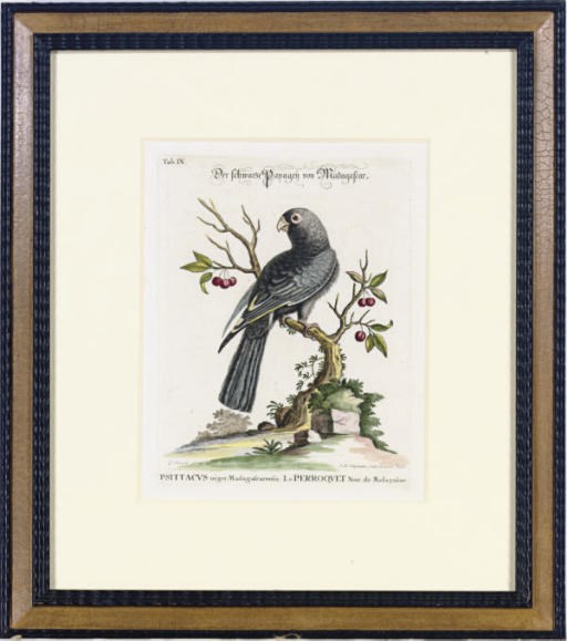 After George Edwards (1694-1773) and Johann Michael Seligmann (1720-1762) [EDITOR]