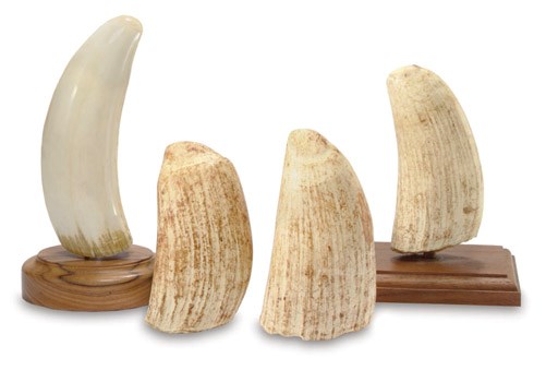 A group of four un-polished whale's teeth**