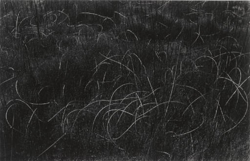 HARRY CALLAHAN (1912-1999)