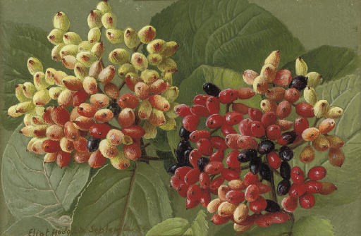 Eliot Hodgkin (1905-1987)