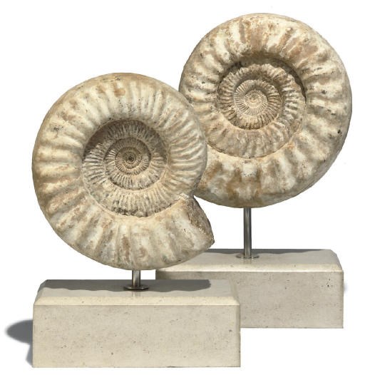 A PAIR OF AMMONITES