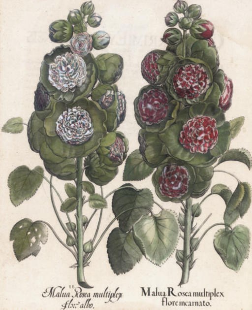 Basilius Besler (1561-1629)