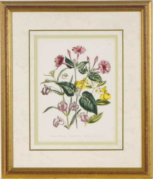 Artist Unknown, 19th Century