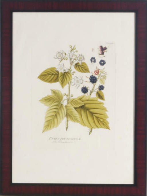 After Pierre Joseph Redouté (1759-1840) and others