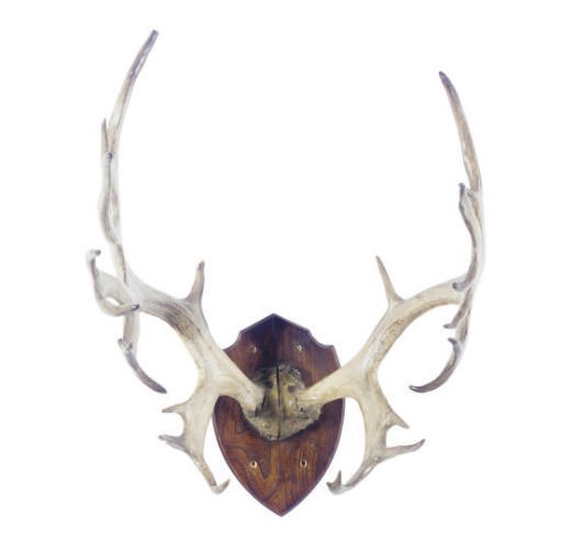A PAIR OF STAG ANTLERS,