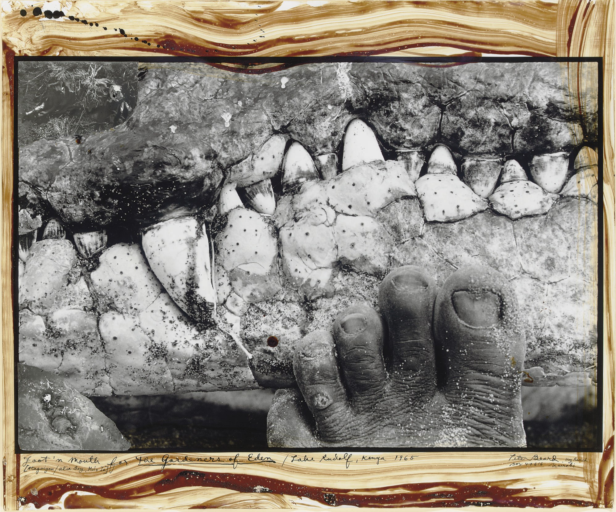 PETER BEARD (b. 1938)