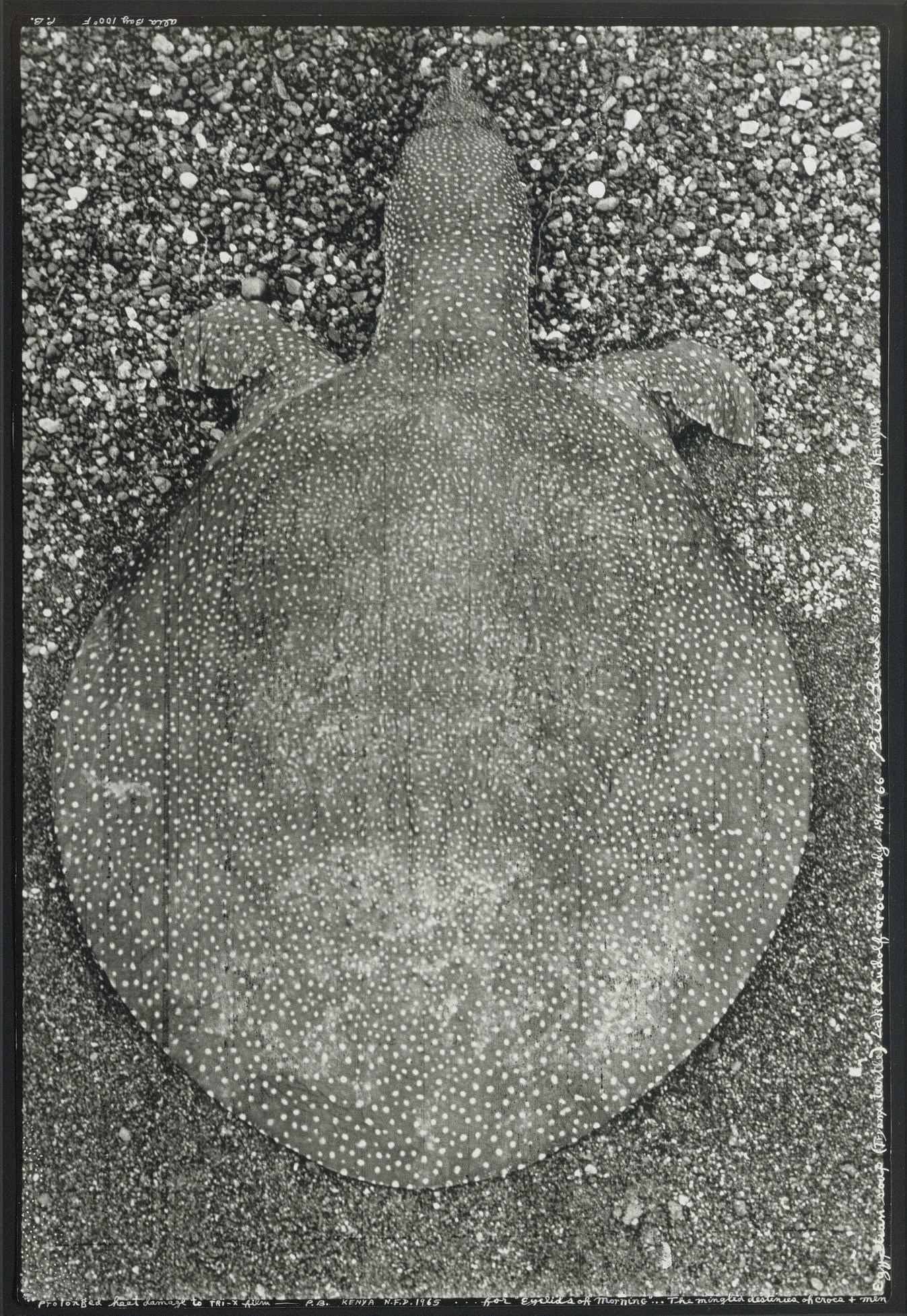 PETER BEARD (B. 1938)