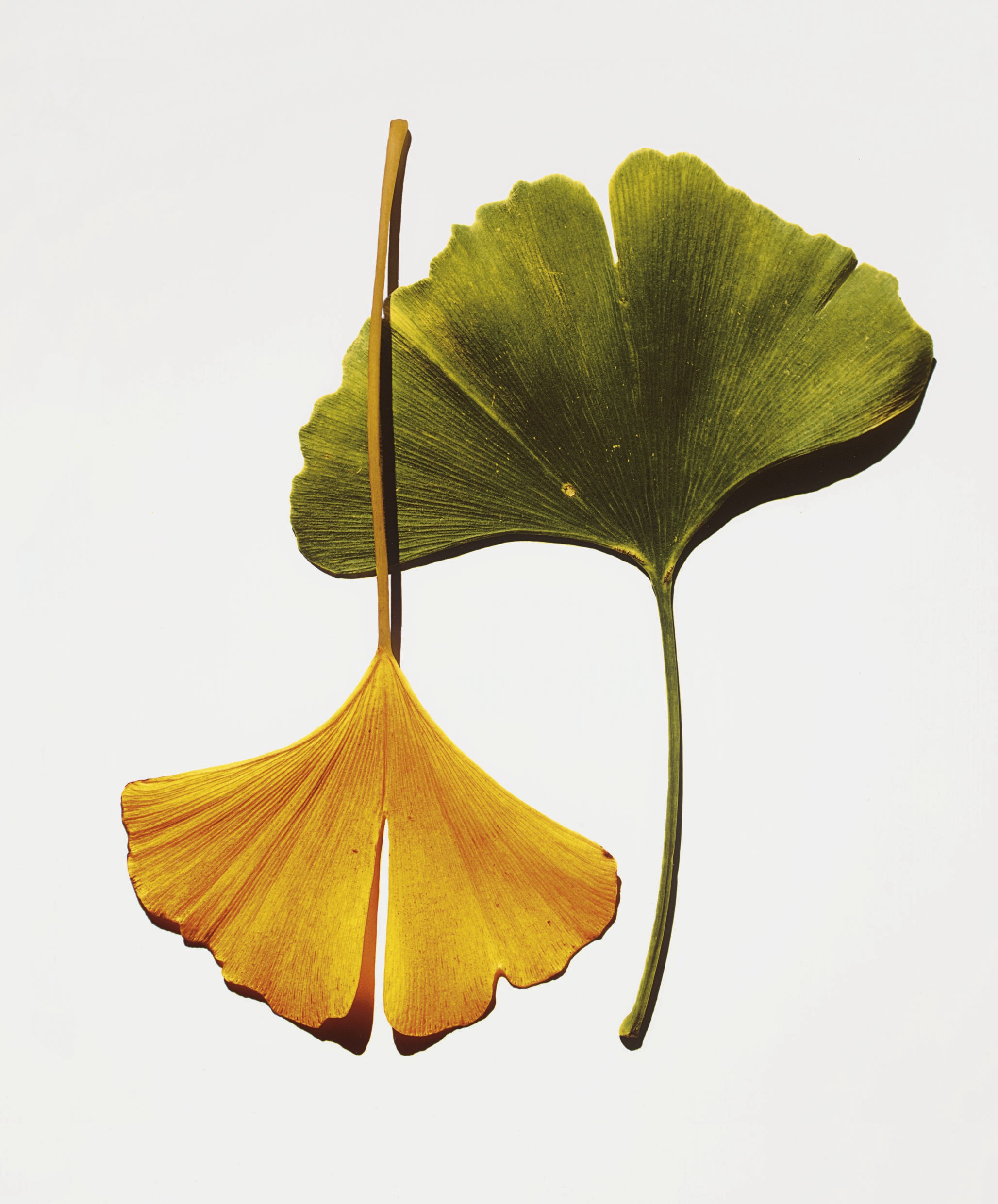 IRVING PENN (B. 1917)