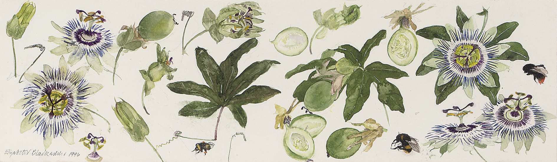 Dame Elizabeth Violet Blackadder, R.S.A., R.S.W., R.A. (b. 1931)