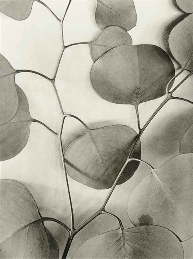 ALMA LAVENSON (1897-1989)