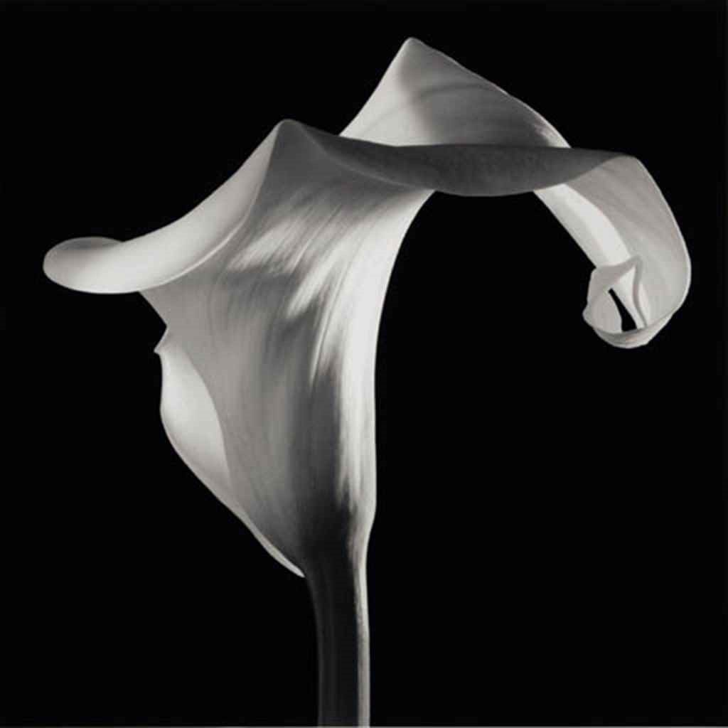 ROBERT MAPPLETHORPE (1946-1989)